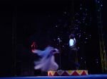 DOGS OPERA